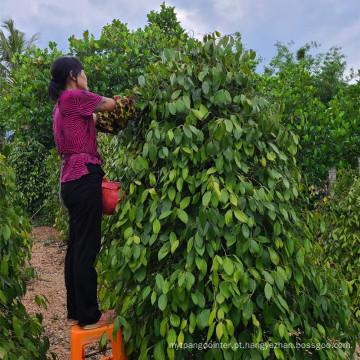 Especiarias secas por atacado e ervas com sabor de pimenta branca